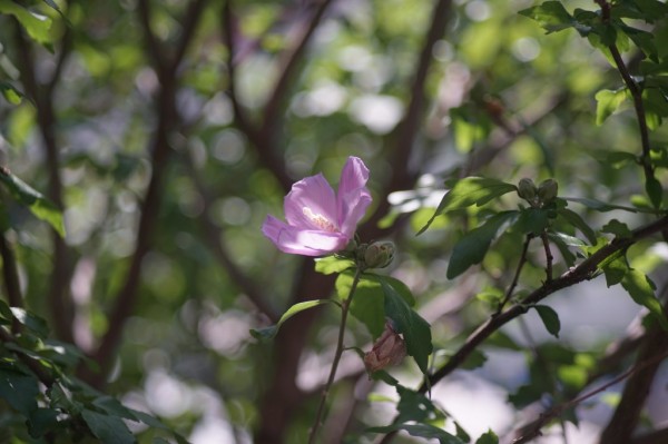 フジフイルム EBC FUJINON.T 100mm F2.8 （M42マウント） : オールド
