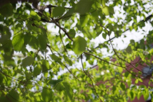 宮崎光学 Vario-Petz 57mm F2 （M）で撮影してみよう！ : オールド