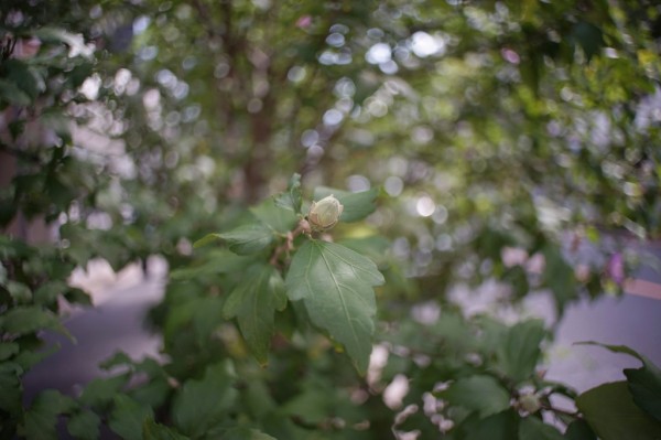 三協光機 KOMURANON 24mm F2.5 （M42マウント） : オールドレンズの