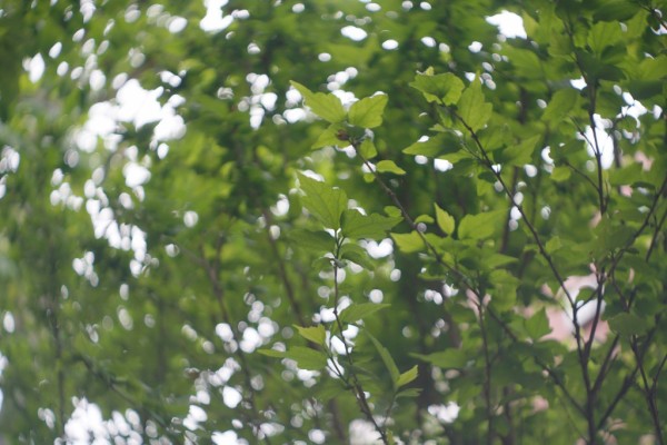 エルンストルードビッヒ Peronar V 50mm F2.9 （Exaktaマウント