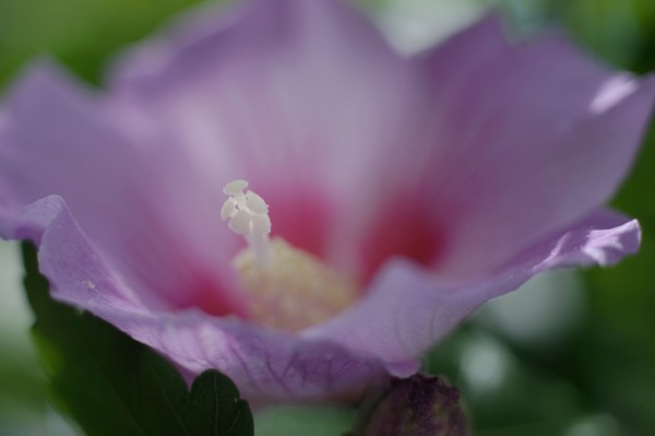 ライカ マクロ・エルマリート （R）60mm F2.8 （3カム） : オールドレンズのフォトベルゼ