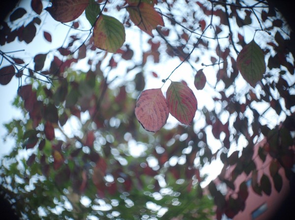 カールツァイスイエナ Biotar T 25mm F1.4 （マイクロフォーサーズ改造