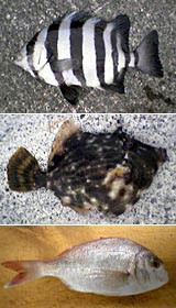 今は底物師じゃな | 南紀楽釣会のブログ