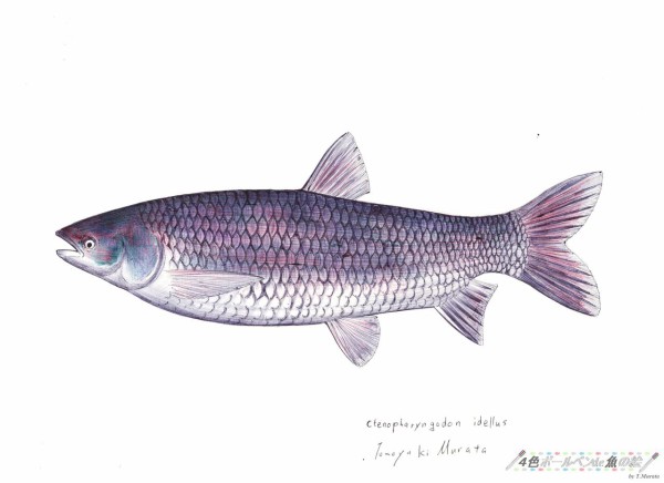 ベジタリアンな魚の代表 ソウギョ 草魚 本日の魚029 16 11 8 ４色ボールペンde魚の絵 By T Murata