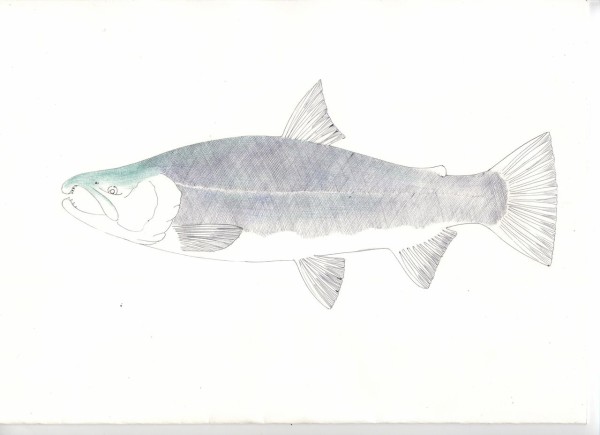 魚図鑑hpリンク 大宮釣友会