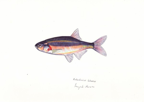 アメリカのハヤ ﾚｯﾄﾞｻｲﾄﾞｼｬｲﾅｰ 本日の魚027 16 11 6 ４色ボールペンde魚の絵 By T Murata