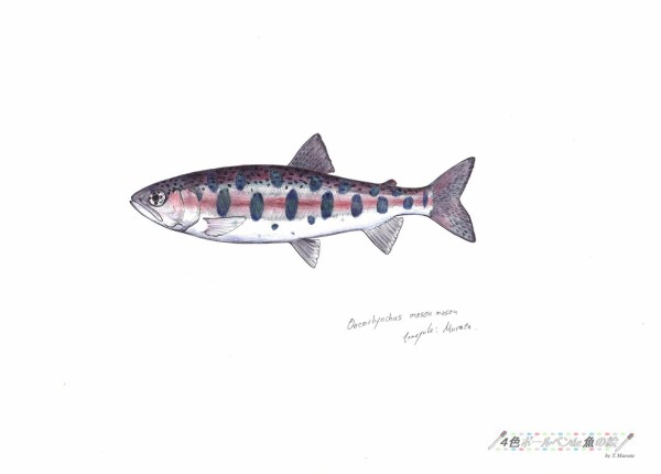 ｺｲ科のﾔﾏﾒ ﾊﾞﾘﾘｳｽ ﾊﾞﾙﾅ 本日の魚048 16 11 27 ４色ボールペンde魚の絵 By T Murata