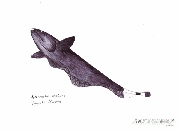 深海魚みたいな熱帯魚 ﾌﾞﾗｯｸｺﾞｰｽﾄ 本日の魚021 16 10 31 ４色ボールペンde魚の絵 By T Murata