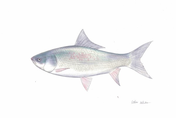 ローフー：本日の魚146(2017/3/5) : 4色ボールペンde魚の絵 by