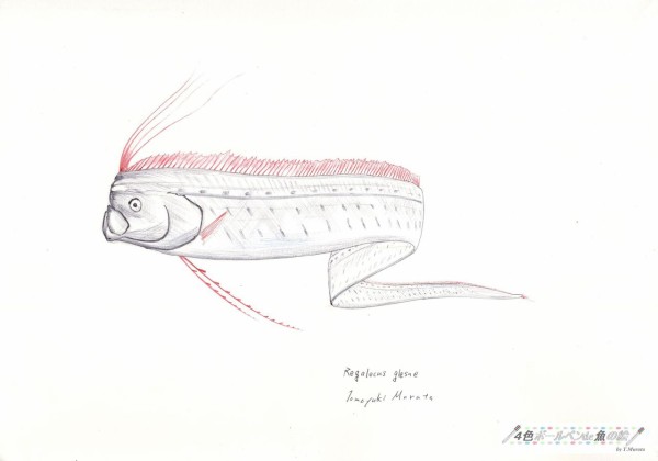 ﾘｭｳｸﾞｳﾉﾂｶｲ ｱｶﾏﾝﾎﾞｳ目ﾘｭｳｸﾞｳﾉﾂｶｲ科 ４色ボールペンde魚の絵 By T Murata