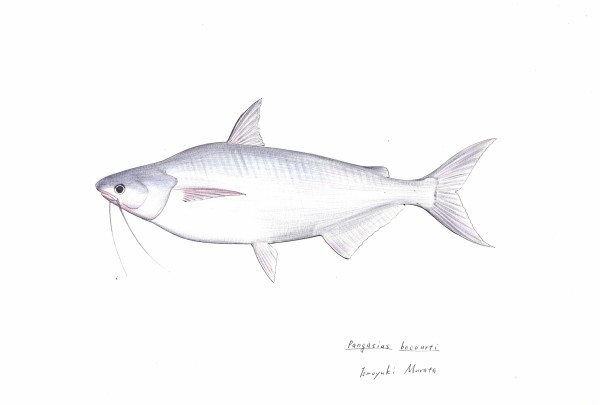 最近よく見かける白身魚,パンガシウス:本日の魚066(2016/12/15) : 4色