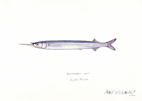 びっくり魚 大西洋のサンマは口が ４色ボールペンde魚の絵 By T Murata