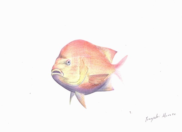 その他 黄色の魚がやっぱり難しい ４色ボールペンde魚の絵 By T Murata