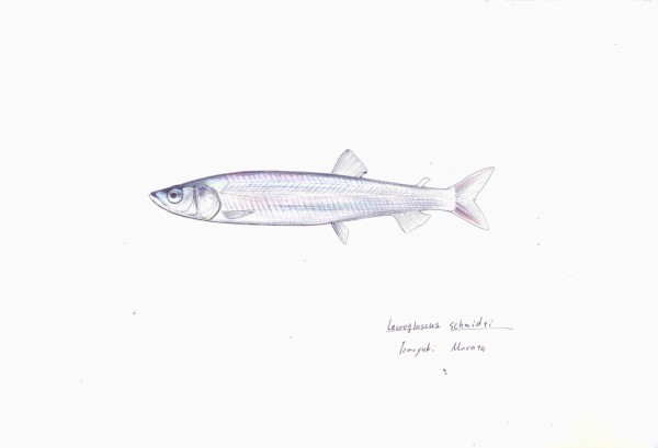 北の海の生態系を支えるトガリイチモンジイワシ 本日の魚105 17 1 23 ４色ボールペンde魚の絵 By T Murata
