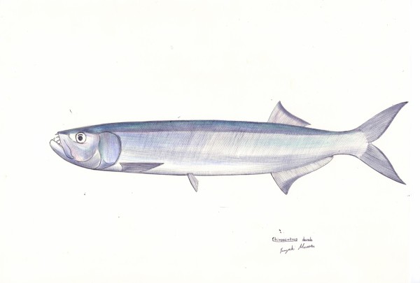 本日の魚215 オキイワシ ４色ボールペンde魚の絵 By T Murata