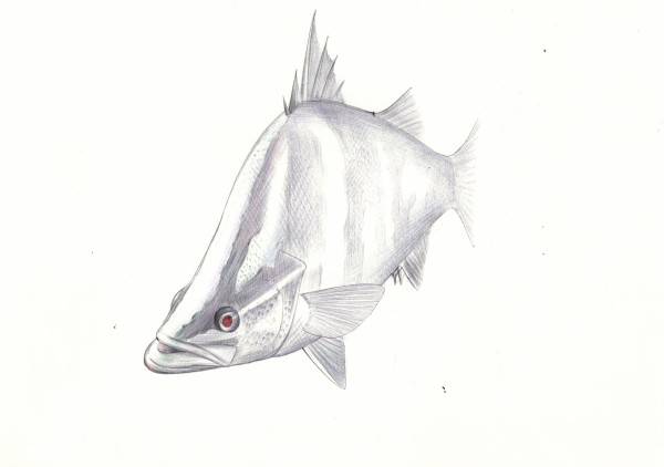 ｱｶﾒ 本日の魚091 17 1 9 ４色ボールペンde魚の絵 By T Murata