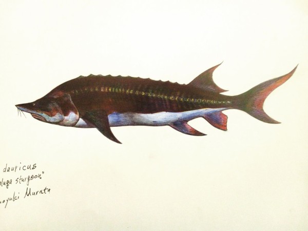 本日の魚005 16 10 15 ４色ボールペンde魚の絵 By T Murata