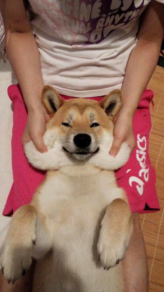 ワイのイッヌ かわいい タン速