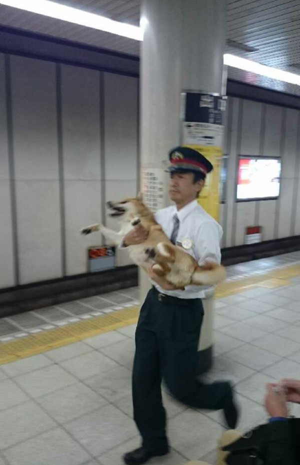 ワイのイッヌ かわいい タン速