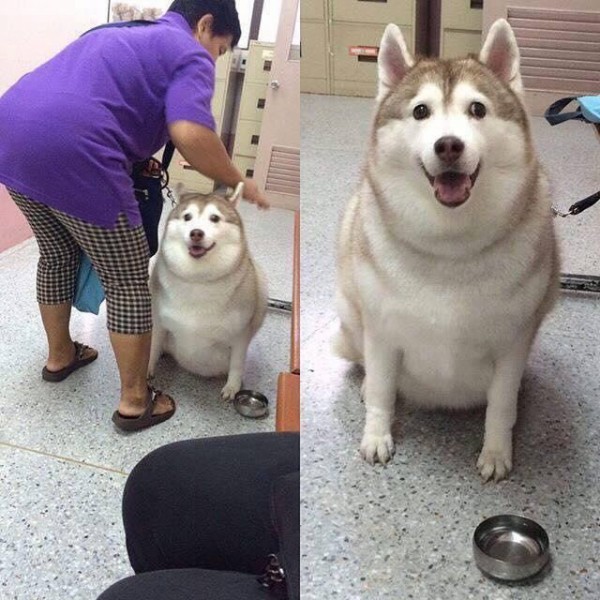 ワイのイッヌ かわいい タン速