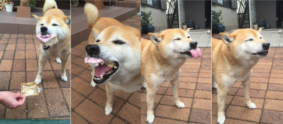 ワイのイッヌ かわいい タン速