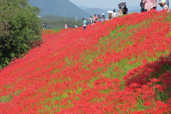 津屋川左岸堤防の彼岸花 も見頃になりました 岐阜県海津市南濃町 やまさんがくる