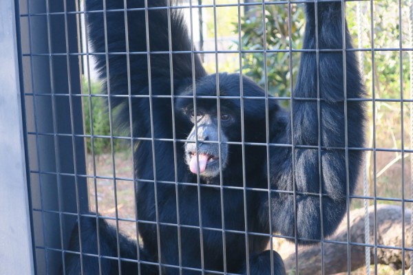 おっさんの叫び声 のような鳴き声のフクロテナガザル ケイジ 新春初笑いした 東山動物園 やまさんがくる