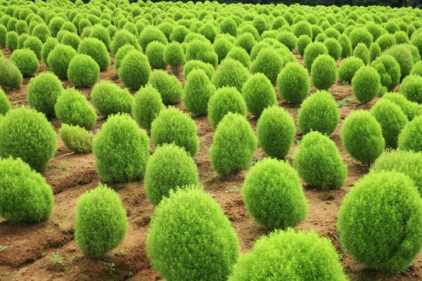 花の都ひるがの高原 コキアパーク 岐阜県郡上市 やまさんがくる