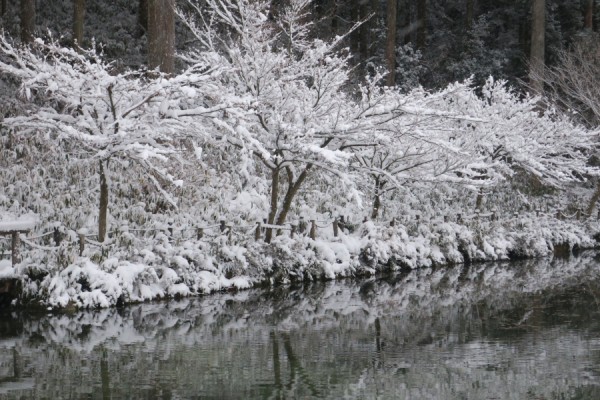 モネの池の雪景色 冬は映り込みが綺麗です やまさんがくる