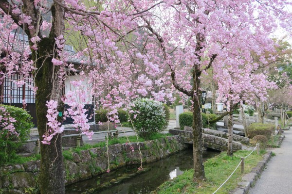 日中友好庭園 岐阜公園周辺の桜 やまさんがくる