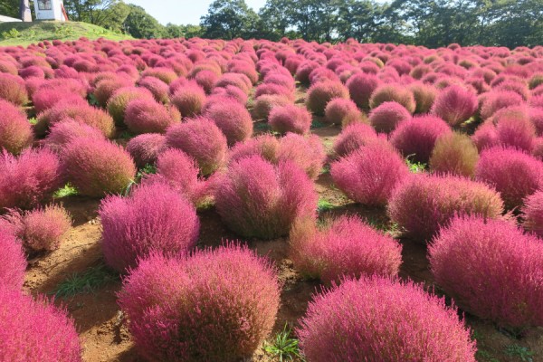 ひるがの高原コキアパーク のコキアが紅葉してきました 岐阜県郡上市 やまさんがくる