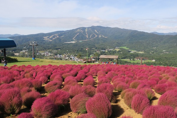 ひるがの高原コキアパーク のコキアが紅葉してきました 岐阜県郡上市 やまさんがくる