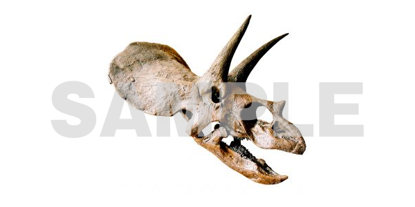 恐竜の化石 のフリー素材 恐竜の迫力ある骨の写真素材です フリー素材まとめ
