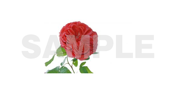 背景白抜きの バラ の写真フリー素材第二弾 真っ赤な薔薇やホワイトローズまでいろいろあるよ フリー素材まとめ