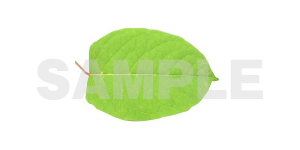 葉っぱの無料写真素材 全部背景白抜きで加工しやすい高品質フリー素材集めたよ フリー素材まとめ