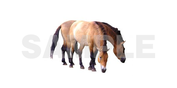 大きな動物の写真フリー素材その 背景白 馬やトナカイなど動物の写真素材集めたよ フリー素材まとめ