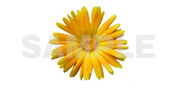 背景白の高品質写真 花 の無料素材 デザインで加工しやすいきれいなお花の写真を厳選 フリー素材まとめ