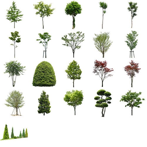 イチョウやモミジの樹木 無料素材 人物 樹木 シルエット Cad Sketchup