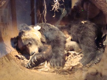 ヒグマの冬眠 Wg Wit Gravity