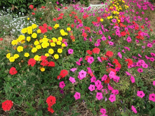 赤 白 黄 紫 緑 これも秋の花 楽しいことが一番