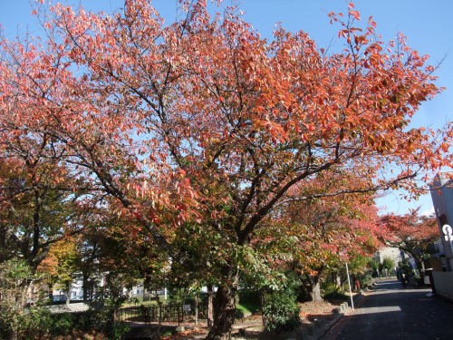 桜の木の紅葉 楽しいことが一番
