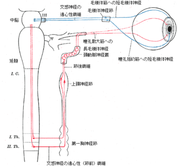 動眼神経 心脳迷宮