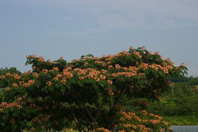 北海道では珍しい木 見事なねむの木 押し花おばさん の庭