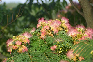 北海道では珍しい木 見事なねむの木 押し花おばさん の庭