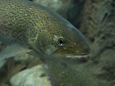 日本最大の幻の川魚 いとう さんです 押し花おばさん の庭