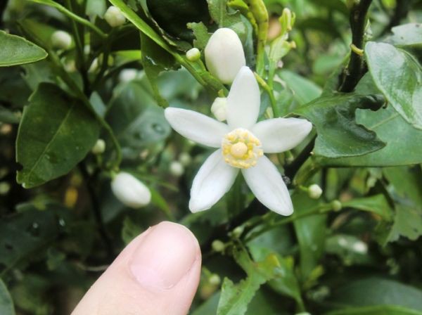 フォトは シークワーサー の花 沖縄の観光施設 ｏｋｉｎａｗａフルーツらんど