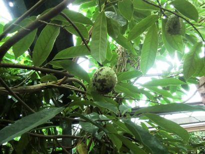 今日は トゲバンレイシ 棘蕃茘枝 の実 が 沖縄の観光施設 ｏｋｉｎａｗａフルーツらんど