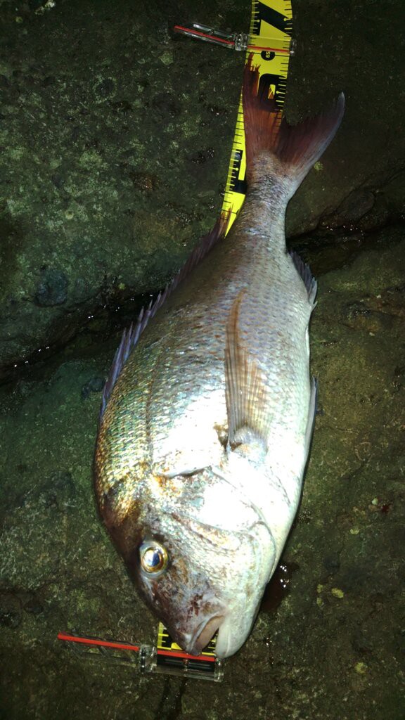 夜釣りで磯の真鯛６５cm フィッシングショップmaxの釣り日記