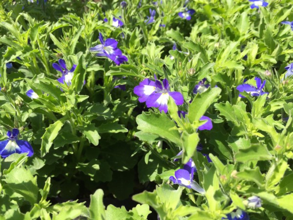 ロベリア ｆｌｏｗｅｒ ｓｈｏｐ ｌｏｂｅｌｉａ ロベリア