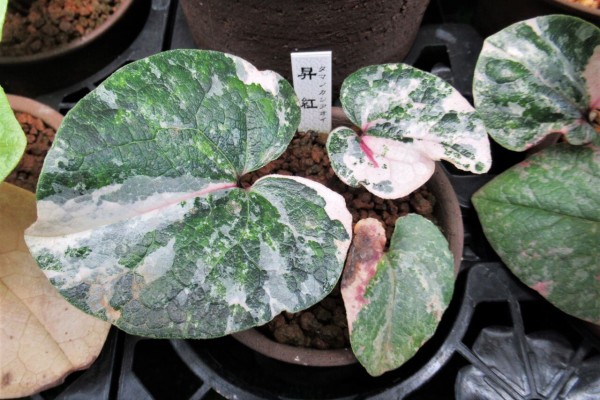 タマカン 昇紅 : カンアオイに魅せられて！！